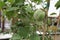 Big green solanum ,big green eggplant