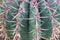 Big green succulent cactus with long flat needles closeup