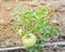 Big green tomatoes growing at organic farm in Washington, USA