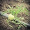 Big green tomatoes growing at organic farm in Washington, USA