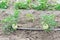 Big green tomatoes growing at organic farm in Washington, USA