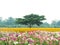 Big green tree in colorful flower fields on raining days.