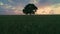 Big green tree in a field, dramatic clouds and sunset, video