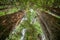 Big green tree forest look up view at Redwoods national park spring