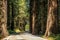 Big green tree forest road view travel at Redwoods national park spring