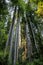 Big green tree forest trail at Redwoods national park spring