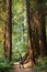 Big green tree forest trail at Redwoods national park spring