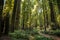 Big green tree forest trail at Redwoods national park spring