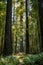 Big green tree forest trail at Redwoods national park spring