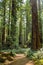 Big green tree forest trail at Redwoods national park spring