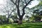 Big green tree in the garden park