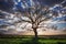 Big green tree in the green field, dramatic clouds, sunset shot