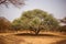 Big green tree making big shadow on sandy road. Wild life in Safari. Baobab and bush jungles in Senegal, Africa. Bandia Reserve.