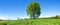 Big green Tree, Meadow and blue Sky.