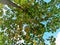 A big green tree under the sky