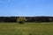 Big green treen with forest in background. Czech landscape