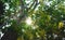 Big green trees in the park with midday sunlight