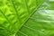 Big green tropical leaf background - Giant Upright Elephant Ear close-up