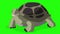 Big green turtle looks around chroma key