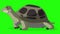 Big green turtle sniffing chroma key