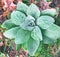 A big green Verbascum thapsus plant