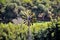 A big green and yellow weather vane in the field