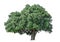 Big greenery Holly oak tree isolated, an evergreen leaves plant die cut on white background with clipping path