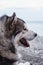 Big grey Alaskan Malamute. Portrait of a large thoroughbred dog.