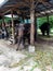 Big grey dark ears elephant animal eat food greens chained wood planket pai north chiang mai thailand asia under roof