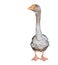 Big grey female goose isolated on white background. Funny goose full-length. Goose close up. Farm bird. Free space.