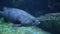 Big grey fish with round eyes and large mouth swims over the stony bottom underwater