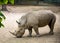 Big Grey Rhino African Huge Animal standing on the Sand