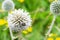 Big grey spheric flower also known as `echinops ritro` in sumertime with bokeh effect