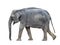 Big grey walking elephant isolated on white background. Standing elephant full length close up.