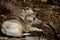 Big grey wild wolf resting on the ground.