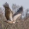 Big griffon vulture flies in the sky