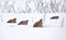 Big groep of Grey Partridges in search of tasty seeds in snow covered field