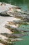 The big group of adult crocodiles laying on the sand with open mouths with many theeth, half bodies in the water. Natural outdoor