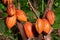 Big group cacao pods