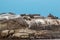 Big group of Cape Fur Seal at , Hout bay harbor, Cape Town, South Africa