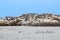 Big group of Cape at Seal island, Hout bay harbor, Cape Town, South Africa