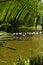 Big group flamingos on the lake.