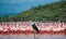 Big group flamingos on the lake. Kenya. Africa. Nakuru National Park. Lake Bogoria National Reserve.