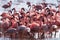 Big group flamingos on the lake. Kenya. Africa. Nakuru National Park. Lake Bogoria National Reserve.