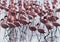 Big group flamingos on the lake. Kenya. Africa. Nakuru National Park. Lake Bogoria National Reserve.