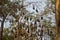 Big group of fruit bats or vampire bat hanging on a tree in jungle