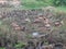 A big group of geese walking on cropped rice field and eating seafood