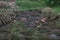 A big group of geese walking on cropped rice field and eating seafood