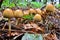 Big group of Glistening Inkcap mushrooms