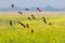 Big group of Lesser whistling duck